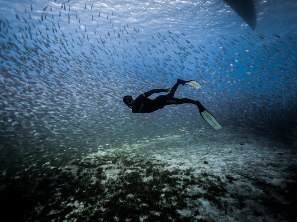 Viaje de Buceo a pulmón con cardumen de peces